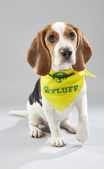 Puppy Bowl XV